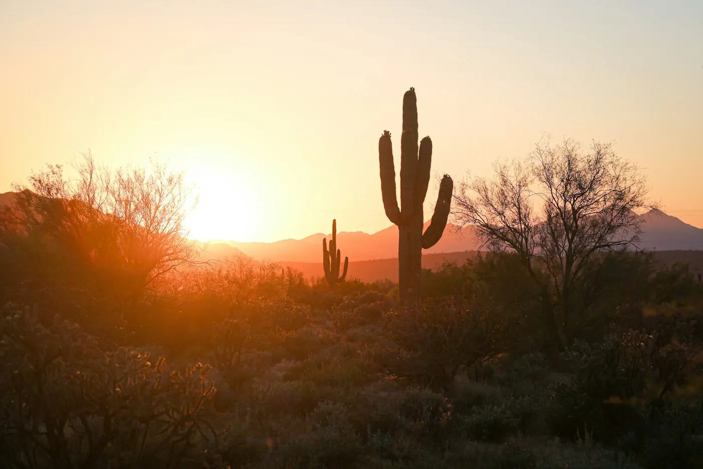 A saguaro cactus at sunset in the Arizona desert